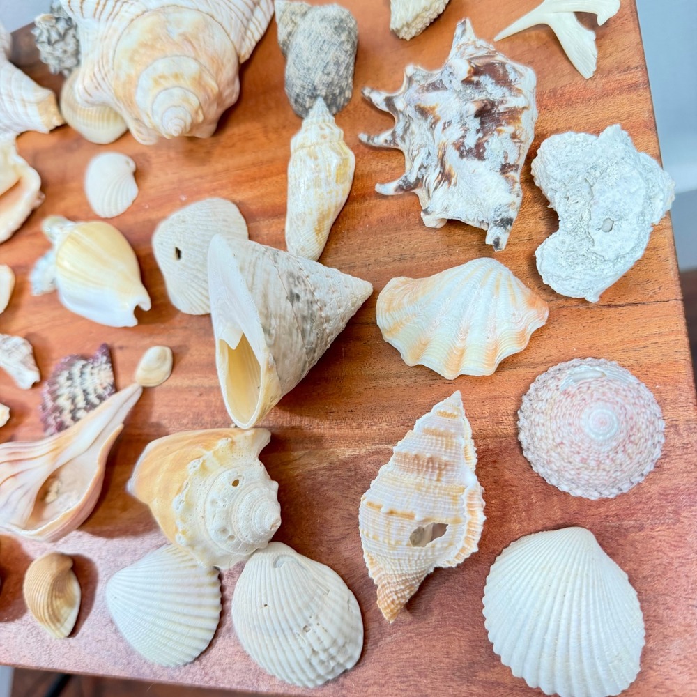 Large Assorted Sea Shell Collection Natural Conch Scallop Whelk Beach Decor Lot - Picture 9 of 16